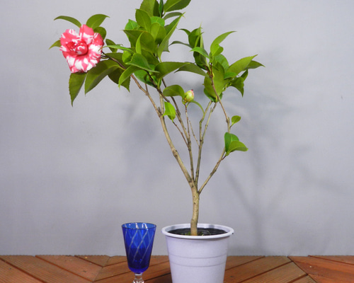 椿絵 大鉢 27cm 椿絵 大鉢 27cm 椿絵 大鉢 27cm