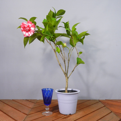 椿絵 大鉢 27cm 椿絵 大鉢 27cm 椿絵 大鉢 27cm 8 ツバキ | クラフト盆栽美術館