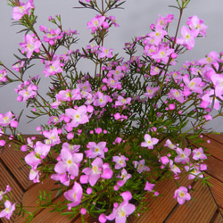 ★ENGEI ichioki★ボロニア「ピナータ」鉢花02◆とても可愛らしい花です◆ 9枚目の画像