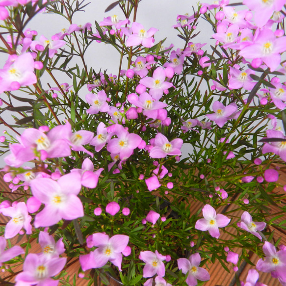 ★ENGEI ichioki★ボロニア「ピナータ」鉢花02◆とても可愛らしい花です◆ 4枚目の画像