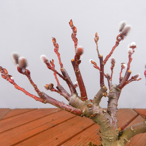 ☆ENGEI ichioki☆四万十猫柳・小品盆栽◇形良好な小品盆栽です