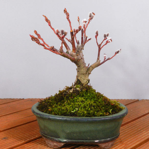 四万十猫柳（ネコヤナギ）小品盆栽　送料無料！ ☆ENGEI ichioki☆四万十猫柳・小品盆栽◇形良好な小品盆栽です