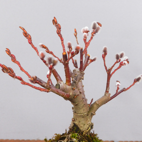 ☆ENGEI ichioki☆四万十猫柳・小品盆栽◇形良好な小品盆栽です