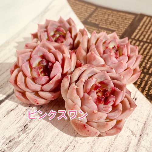 多肉植物 ピンクで可愛い カット苗3種セット 多肉植物 Dia Lily 通販