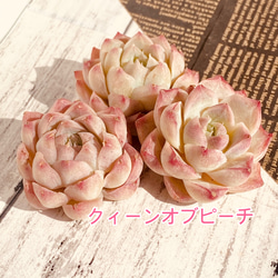 多肉植物　ピンクで可愛い　カット苗3種セット 6枚目の画像