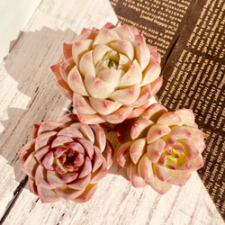 そのまま飾れる】多肉植物 寄せ植え ..＊5＊.. 多肉植物 Dia Lily 通販