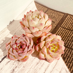 多肉植物　ピンクで可愛い　カット苗3種セット 2枚目の画像