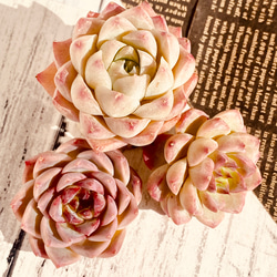 多肉植物　ピンクで可愛い　カット苗3種セット 3枚目の画像