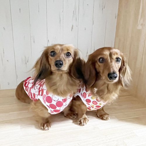 【とまと】犬服タンクトップ md404261_4.jpg