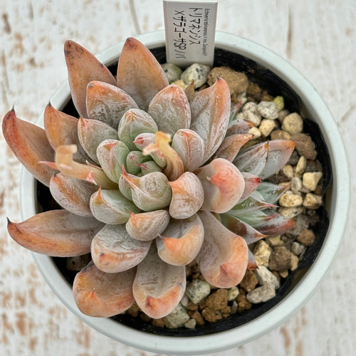 A.【おらいさん】ザラゴーサspノバ 希少 多肉植物 エケベリア 1.【おらいさん】ザラゴーサspノバ 希少 多肉植物 エケベリア 【公式通販】