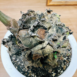 ［現品］【希少】リュウビンタイ　8号　観葉植物　室内　大型　レア　シダ　珍しい　大株 3枚目の画像