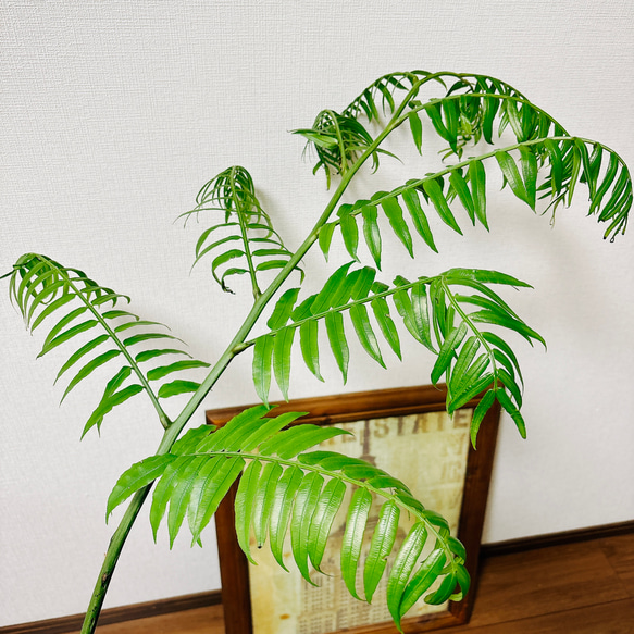 ［現品］【希少】リュウビンタイ　8号　観葉植物　室内　大型　レア　シダ　珍しい　大株 4枚目の画像