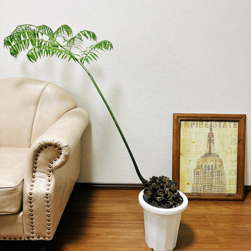 現品］【希少】リュウビンタイ 8号 観葉植物 室内 大型 レア シダ
