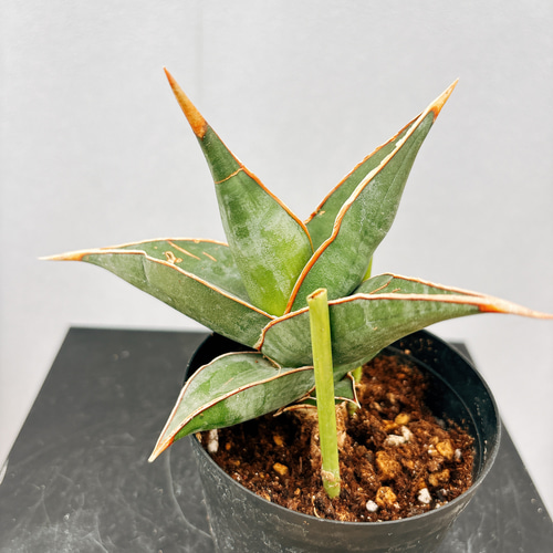 現品］【希少】1番 サンスベリア ピングイキュラ 3.5号 観葉植物