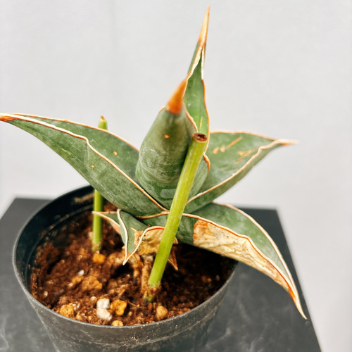 ご確認用　サンスベリア　ピングイキュラ Sansevieria Pinguiculaサンスベリア ピングイキュラ 3号 置き鉢
