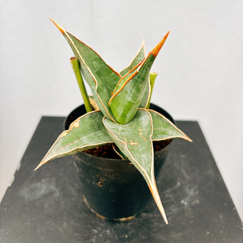 激レア サンスベリア　ピングイキュラ　子株付　超巨大　希少サイズ ロリダ 激レア サンスベリア ピングイキュラ 子株付 超巨大 希少サイズ