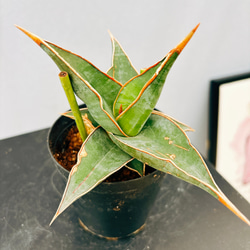 dfed16746df8e9c1a0b0ac31ce9721