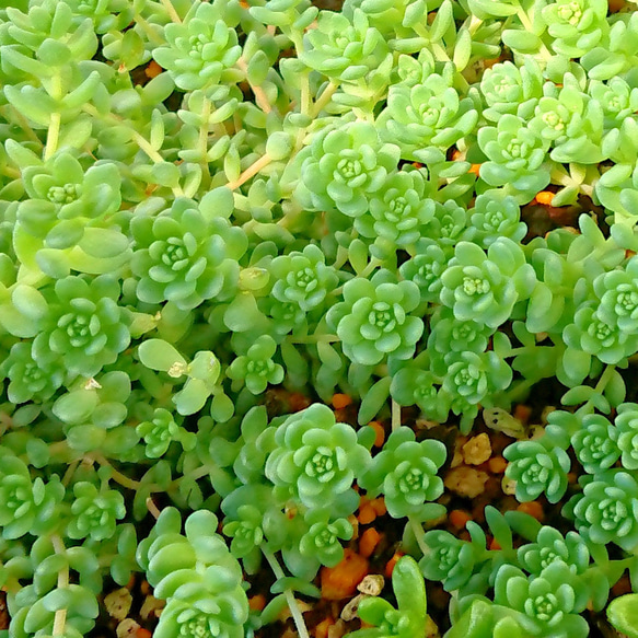 多肉植物セダム　タイトゴメ30カット【育成説明書付】 1枚目の画像