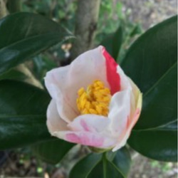 咲き分けが美しい【椿 秋の山】バリエーションは留まらす茶花にありがたい 後半は燃えるように咲き誇る 圧倒的な景観を見せる 5枚目の画像