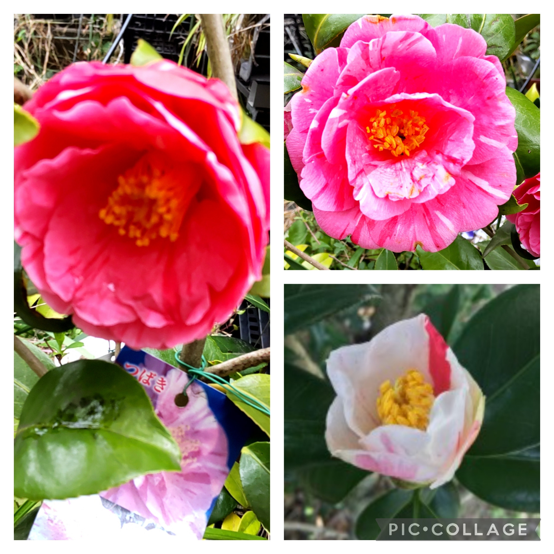 咲き分けが美しい【椿 秋の山】バリエーションは留まらす茶花にありがたい 後半は燃えるように咲き誇る 圧倒的な景観を見せる