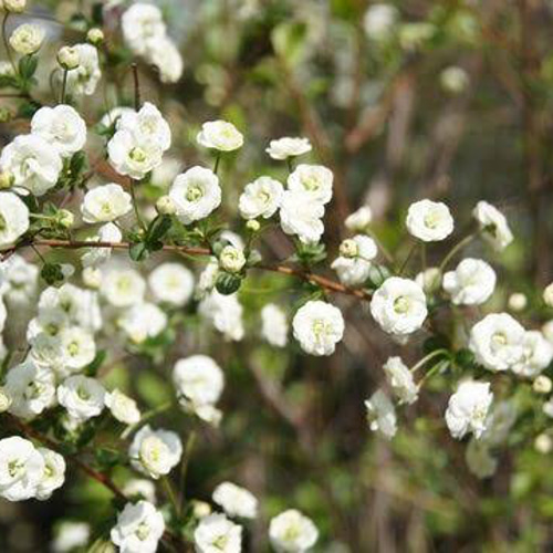 宿根リナリア アプリコット 挿し穂 15cm 4本 その他素材 mofrin 通販 