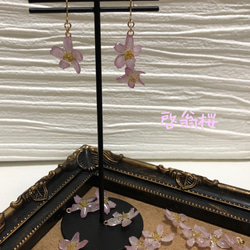 【本物の桜】　啓翁桜のピアスorイヤリング 3枚目の画像