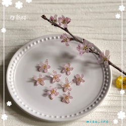 【本物の桜】　啓翁桜のピアスorイヤリング 4枚目の画像