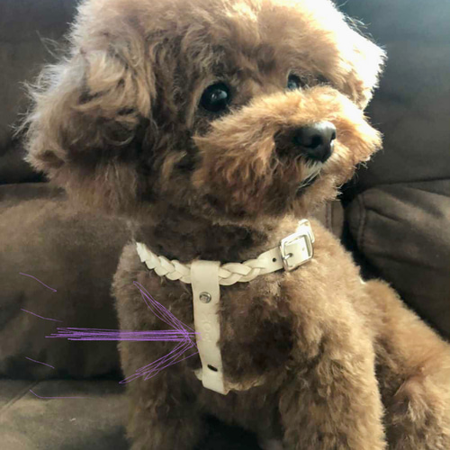 ヌメ革シンプルハーネスセット（小型犬用） リード・首輪 kurara 通販