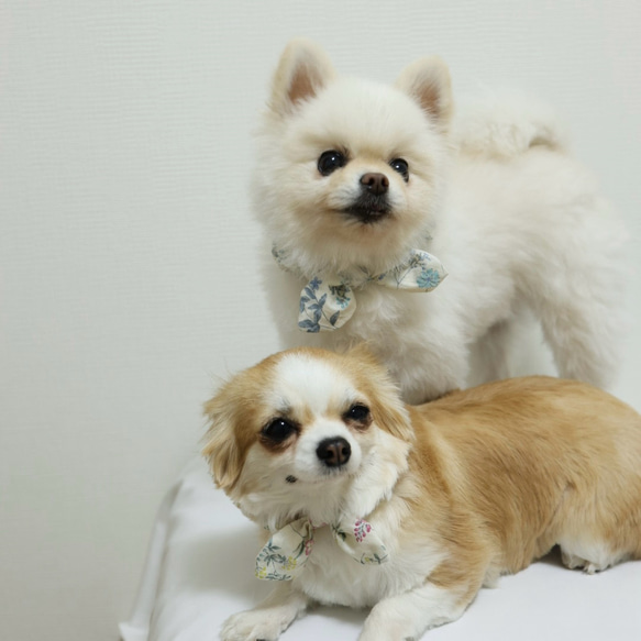 犬スタイ　ペットスタイ　ブルーの花柄の爽やかなふんわりシュシュスタイ　　猫スタイ 1枚目の画像