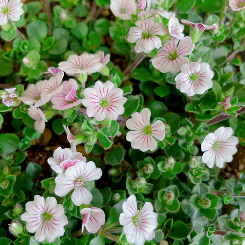 ラスト！待望入荷♡毎年楽しめる小花【カーペットカスミソウ