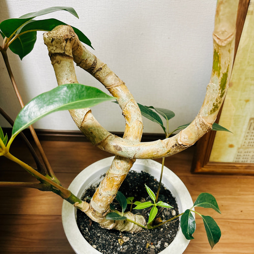 観葉植物 ツピダンサス 大型 10号11号 （フィカス・ウンベラータ