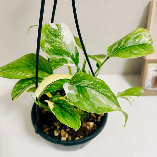 モンステラ　エスケレート Monstera Esqueleto モンステラ エスケレート