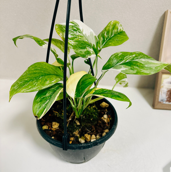 観葉植物 黄斑モンステラ ボルシギアナ オーレア 4号硬質ポット 個体H