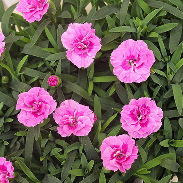 花苗 ガーデン カーネーション 源氏 3.5号 多年草 四季咲き 香り 受賞品種 パープル ピンク 1枚目の画像