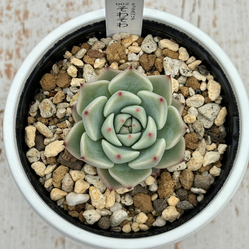 ミックスベリア そわそわ（6.5cm鉢、札付き、エケベリア、no002