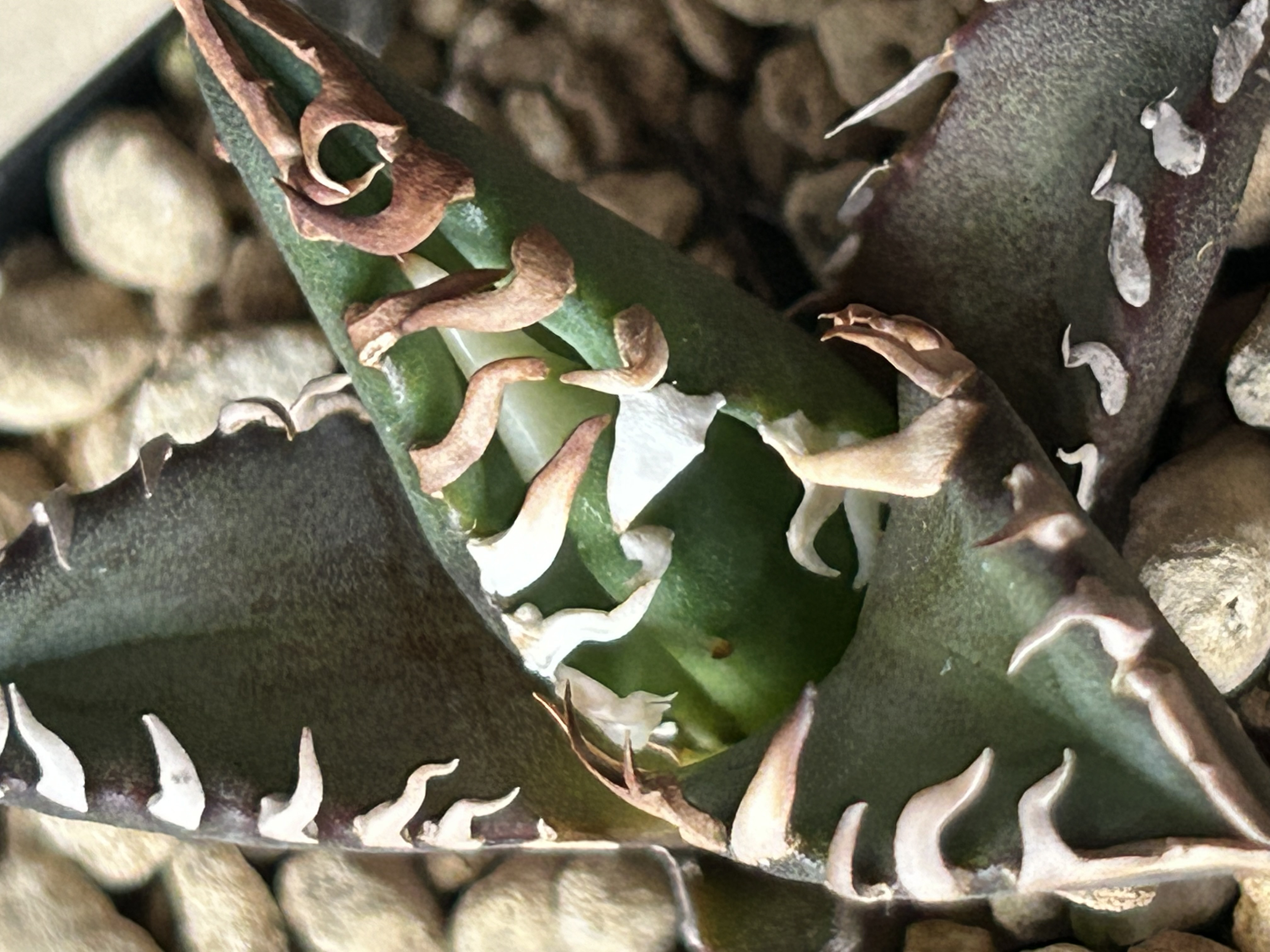 極上‼︎ ☆Agave titanota Red Catweezle☆ 裏棘アリ 【公式通販】