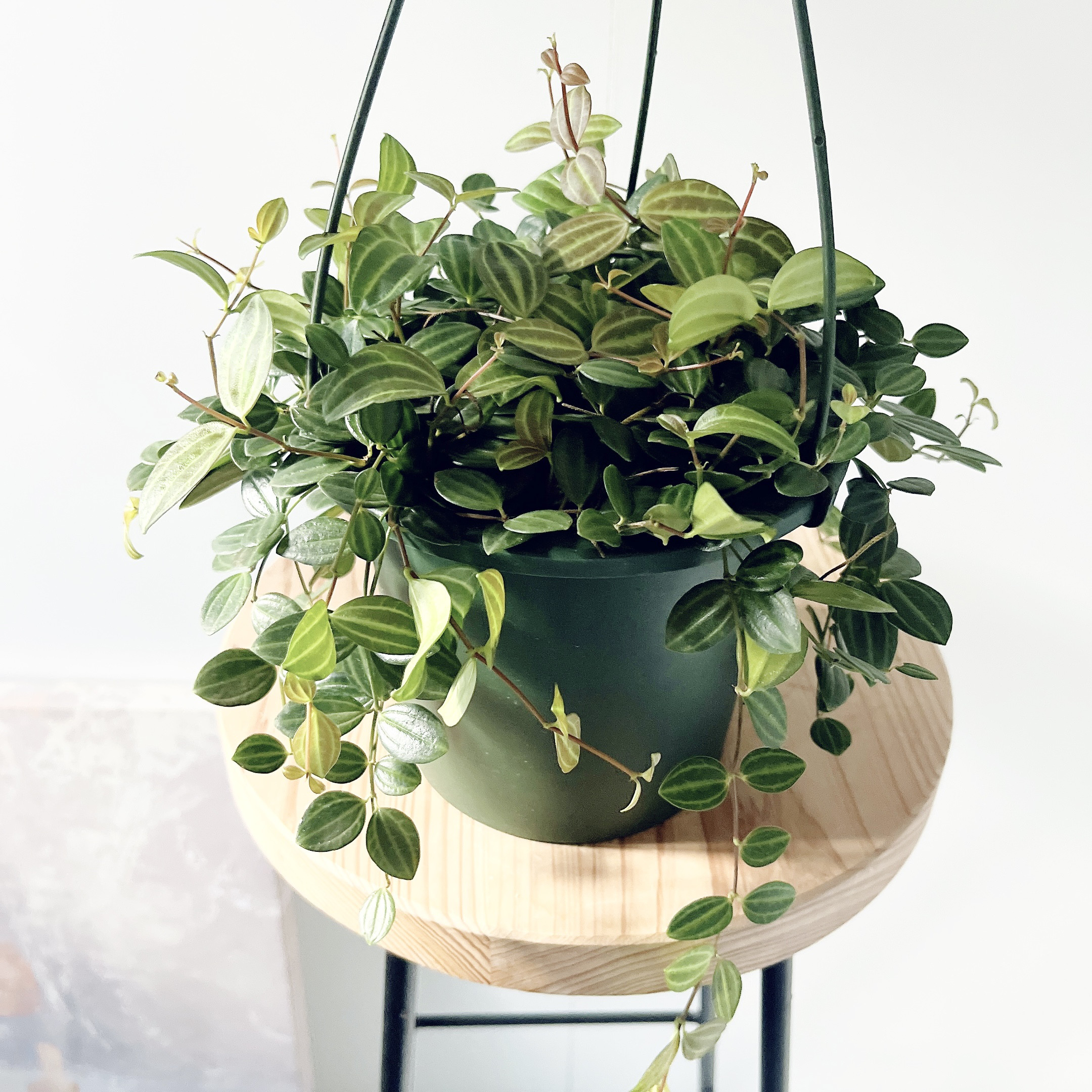 ペペロミア アングラータ 5号鉢 その他インテリア雑貨 calm cafe