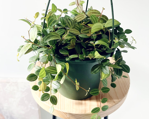 ペペロミア アングラータ 5号鉢 その他インテリア雑貨 calm cafe