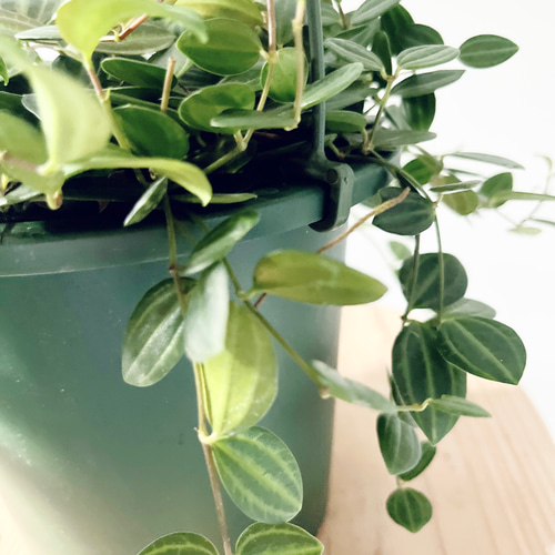 ペペロミア アングラータ 5号鉢 その他インテリア雑貨 calm cafe pure