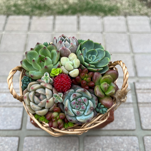 ☆送料無料☆♡そのまま飾れる♡かごバスケット♬可愛い多肉植物寄せ