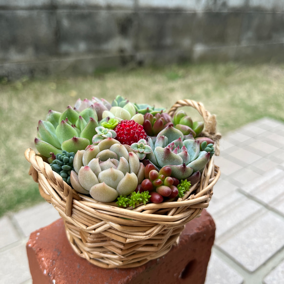 ★送料無料★♡そのまま飾れる♡かごバスケット♬可愛い多肉植物寄せ植え╰(*´︶`*)╯♡ 2枚目の画像