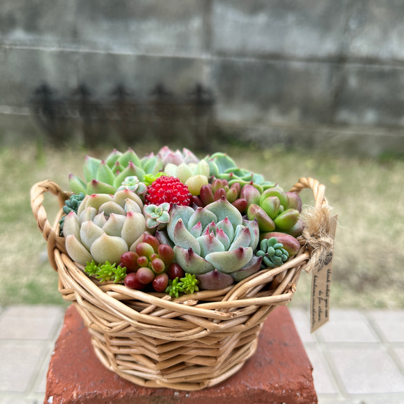 ☆送料無料☆♡そのまま飾れる♡かごバスケット♬可愛い多肉植物