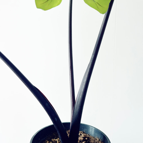 再入荷】アロカシア ブラックステム 5号鉢 その他インテリア雑貨 calm