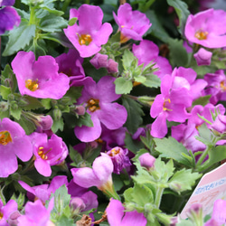 春の花苗セット ③**＊* 9枚目の画像