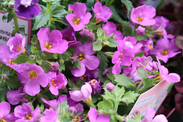 春の花苗セット ③**＊* 9枚目の画像