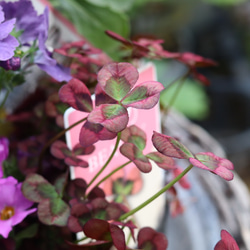 春の花苗セット ③**＊* 8枚目の画像