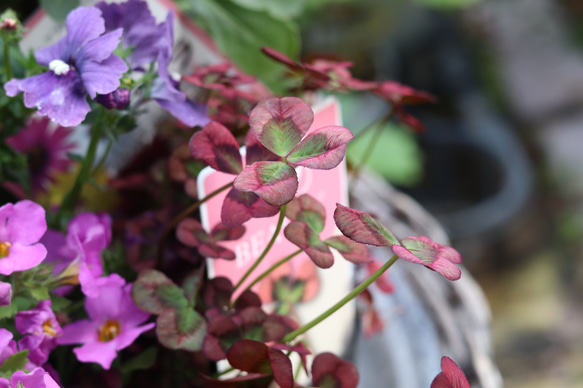 春の花苗セット ③**＊* 8枚目の画像