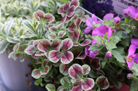 春の花苗セット ③**＊* 10枚目の画像