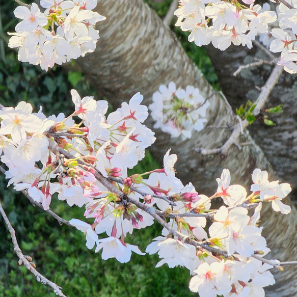 布草履~生成り色花絵柄 9枚目の画像