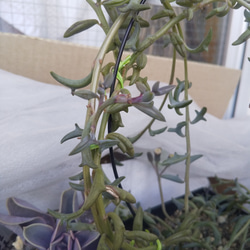 多肉植物 ドルフィンネックレス カット苗 10㎝３本 3枚目の画像